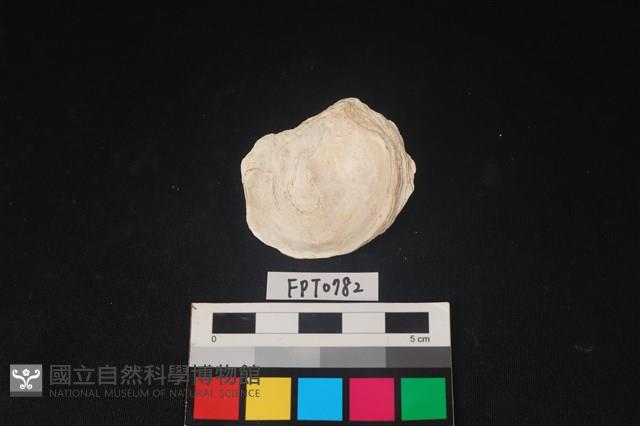 貝殼藏品圖，第2張