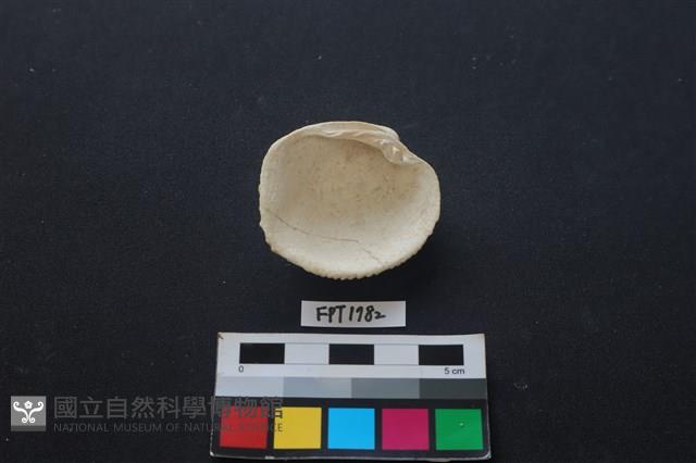 貝殼藏品圖，第2張