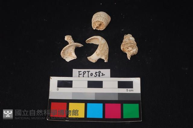 貝殼藏品圖，第2張