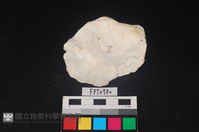 貝殼藏品圖，第2張