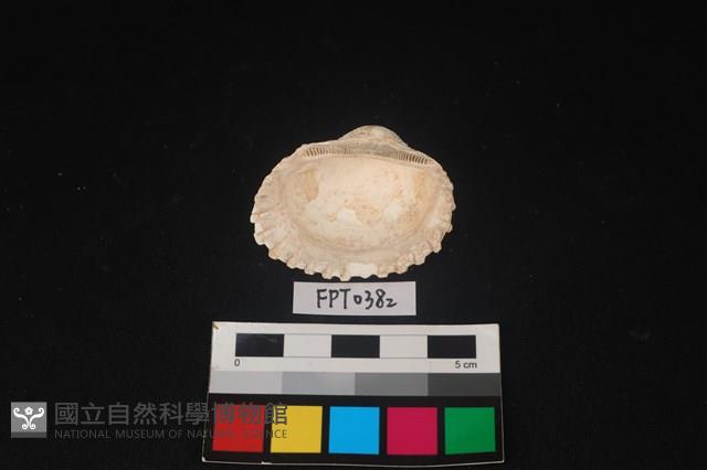 貝殼藏品圖，第2張