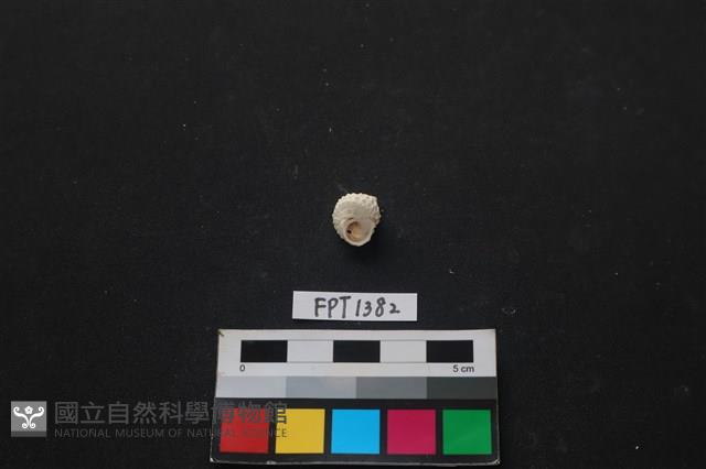 貝殼藏品圖，第2張
