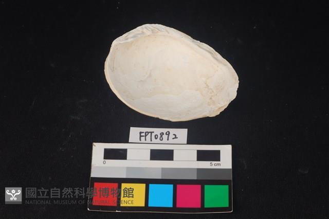 貝殼藏品圖，第2張