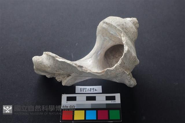 貝殼藏品圖，第2張