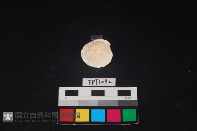 貝殼藏品圖，第2張