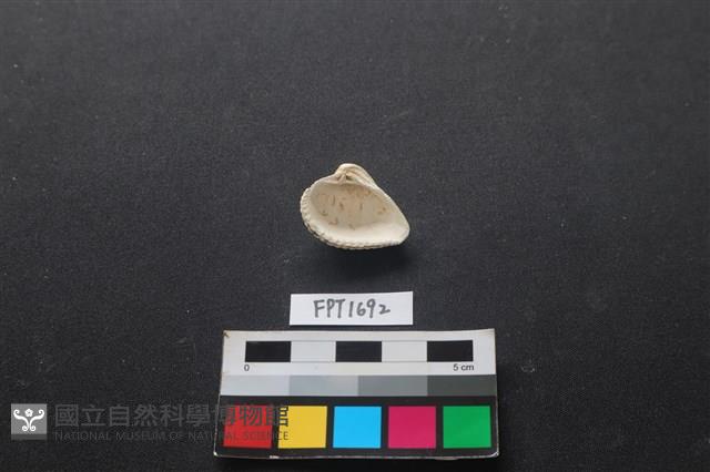 貝殼藏品圖，第2張