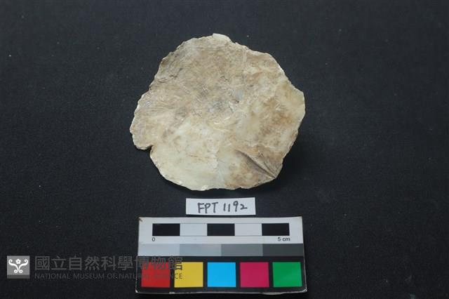 貝殼藏品圖，第2張