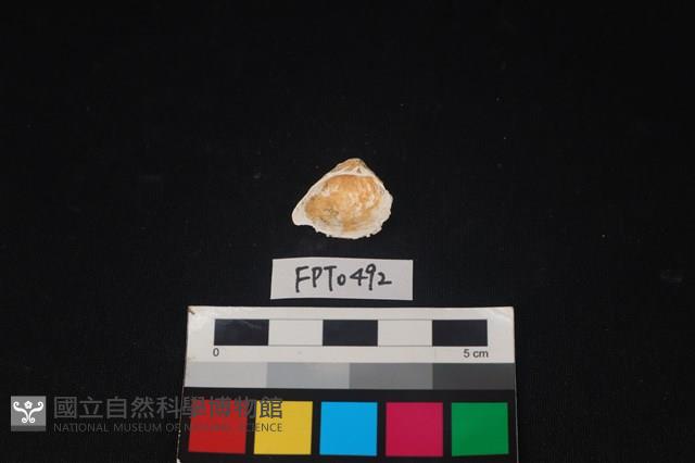 貝殼藏品圖，第2張