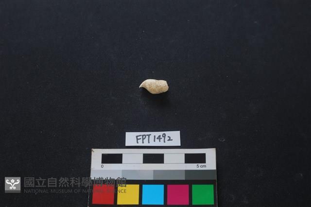 貝殼藏品圖，第2張