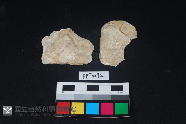 貝殼藏品圖，第2張