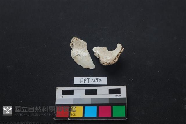 貝殼藏品圖，第2張