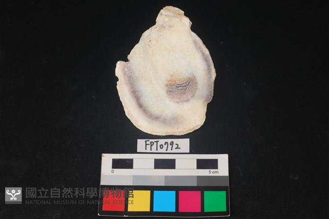 貝殼藏品圖，第2張