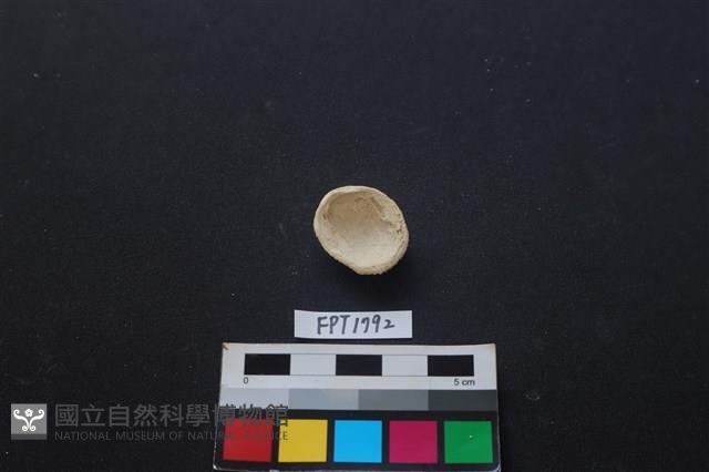 貝殼藏品圖，第2張