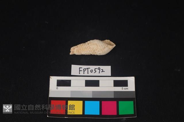 貝殼藏品圖，第2張