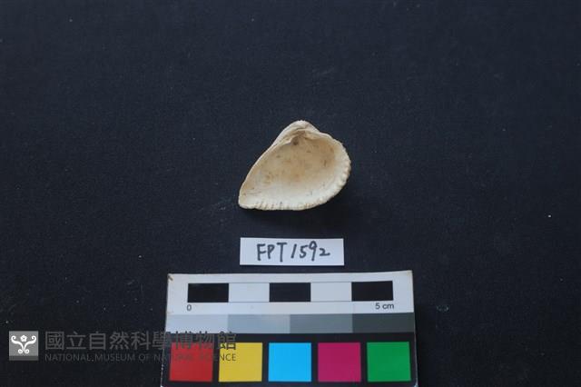 貝殼藏品圖，第2張