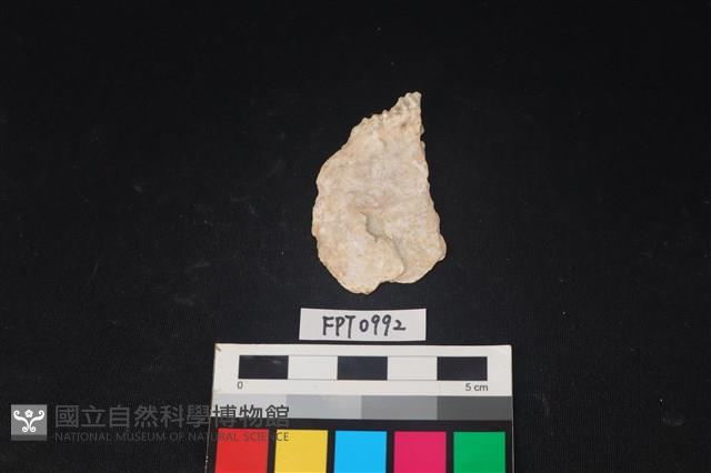 貝殼藏品圖，第2張