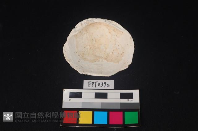 貝殼藏品圖，第2張