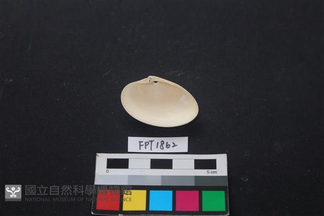 貝殼藏品圖，第2張