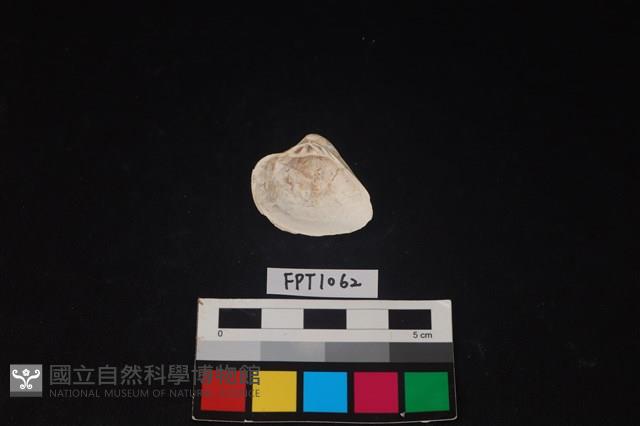 貝殼藏品圖，第2張