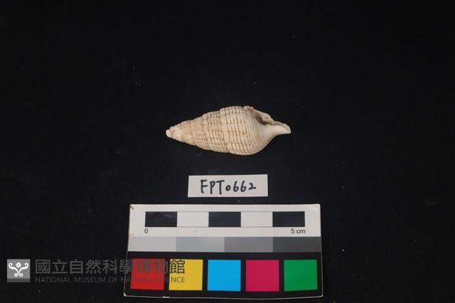 貝殼藏品圖，第2張
