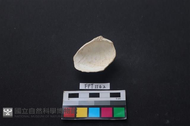 貝殼藏品圖，第2張