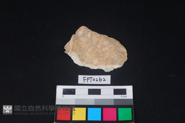 貝殼藏品圖，第2張