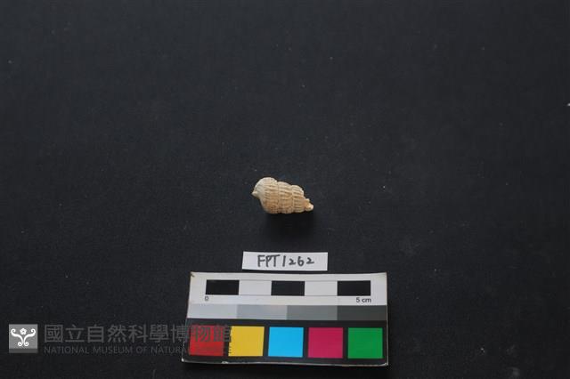 貝殼藏品圖，第2張