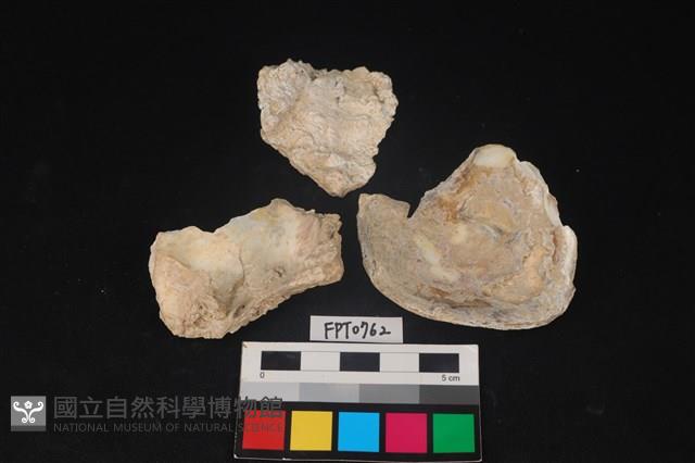 貝殼藏品圖，第2張