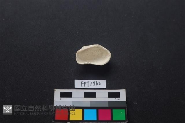 貝殼藏品圖，第2張