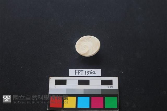 貝殼藏品圖，第2張