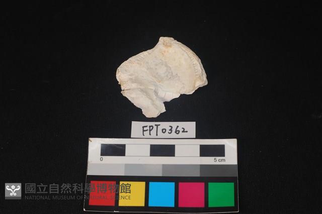 貝殼藏品圖，第2張
