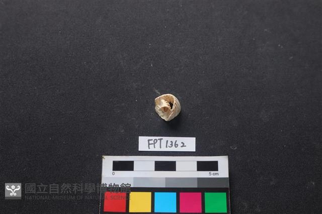 貝殼藏品圖，第2張