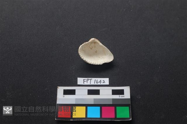 貝殼藏品圖，第2張