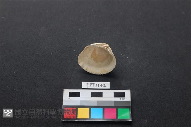 貝殼藏品圖，第2張