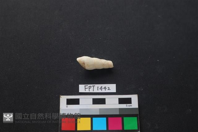 貝殼藏品圖，第2張