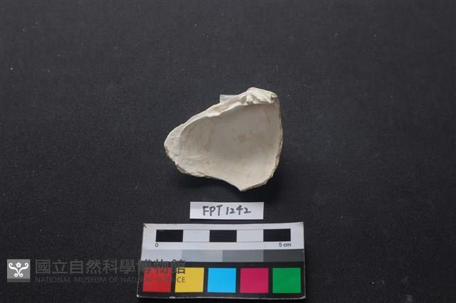 貝殼藏品圖，第2張