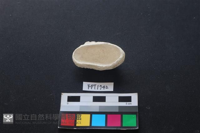貝殼藏品圖，第2張
