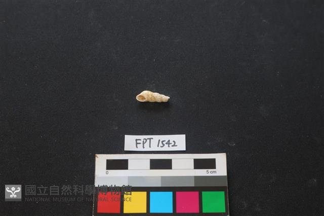 貝殼藏品圖，第2張