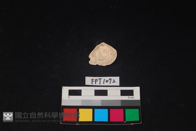 貝殼藏品圖，第2張