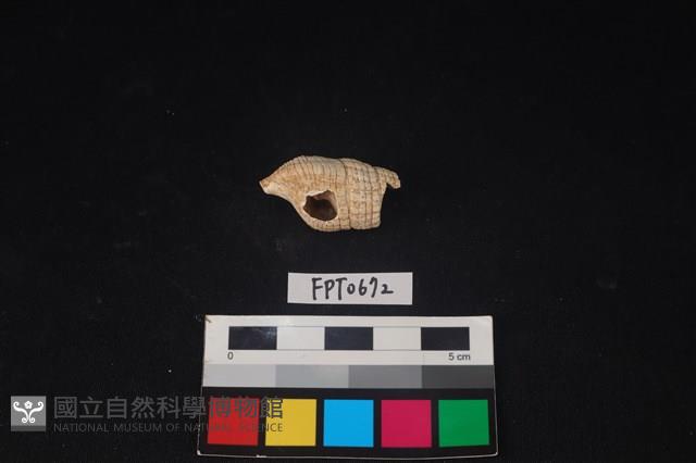 貝殼藏品圖，第2張