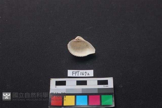 貝殼藏品圖，第2張
