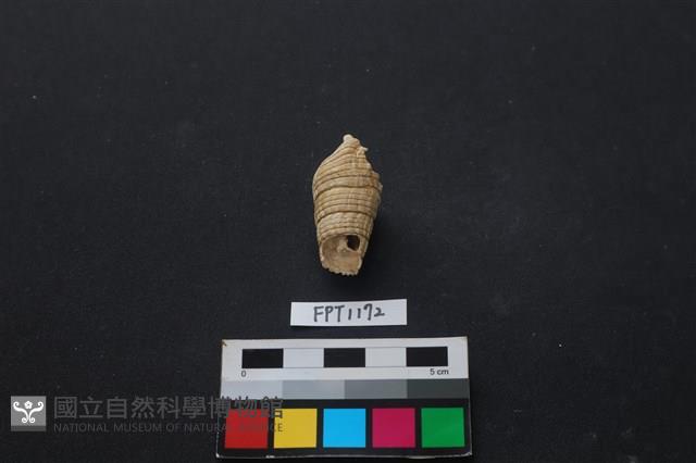 貝殼藏品圖，第2張