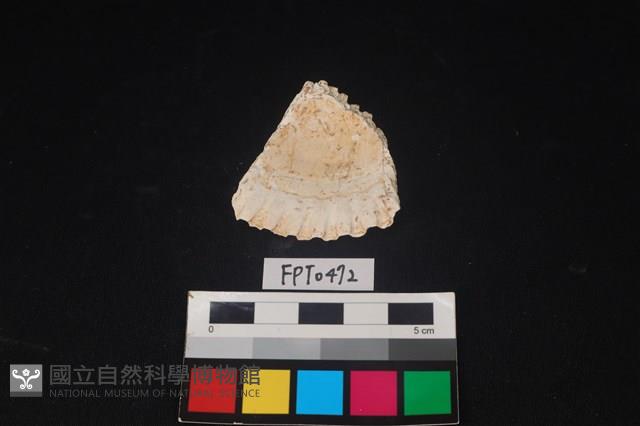 貝殼藏品圖，第2張