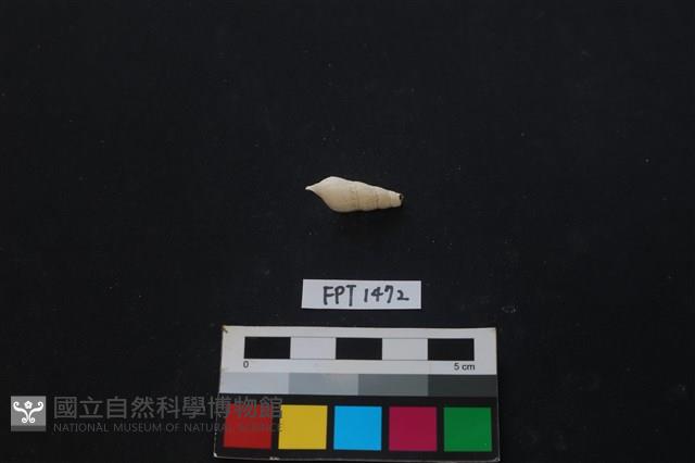 貝殼藏品圖，第2張