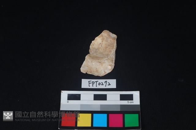 貝殼藏品圖，第2張