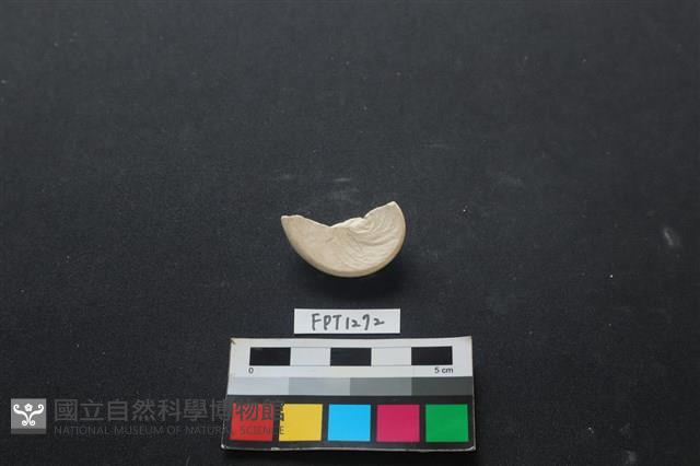 貝殼藏品圖，第2張