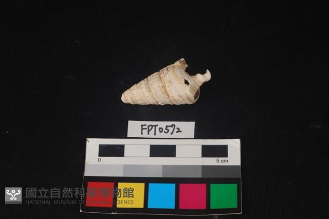 貝殼藏品圖，第2張
