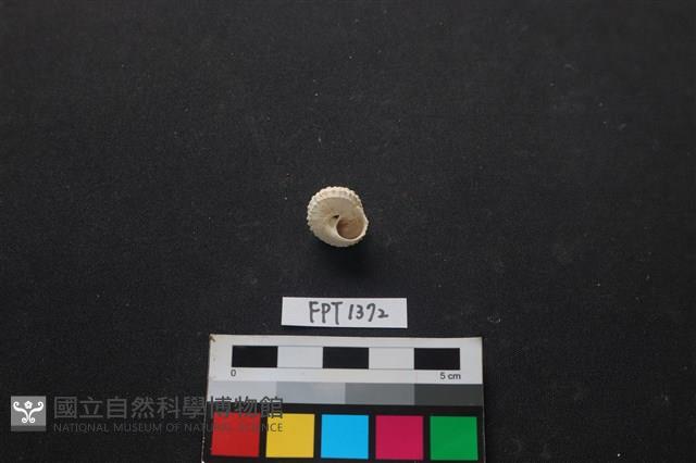 貝殼藏品圖，第2張