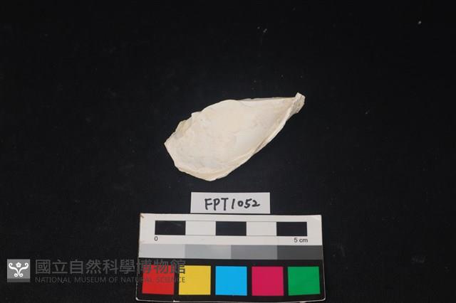 貝殼藏品圖，第2張