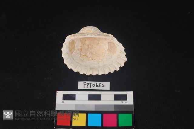 貝殼藏品圖，第2張